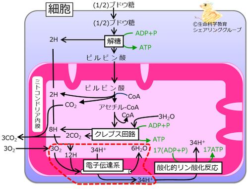 電子伝達系blue.jpg