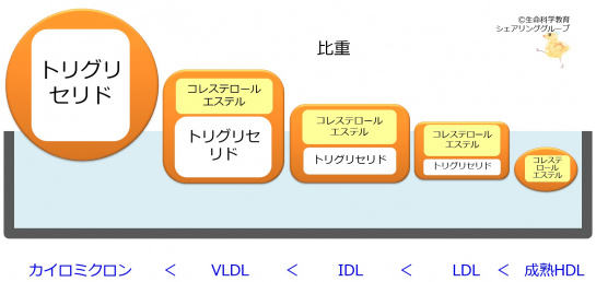 リポたんぱく質比重.jpg