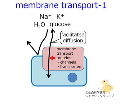 membrane_transport-1.jpg