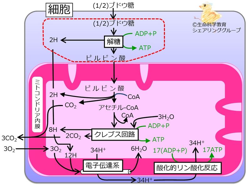 ファイル:解糖系blue.jpg