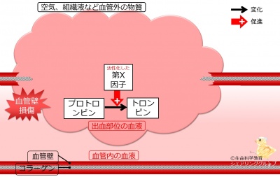 プロトロンビン活性化.jpg