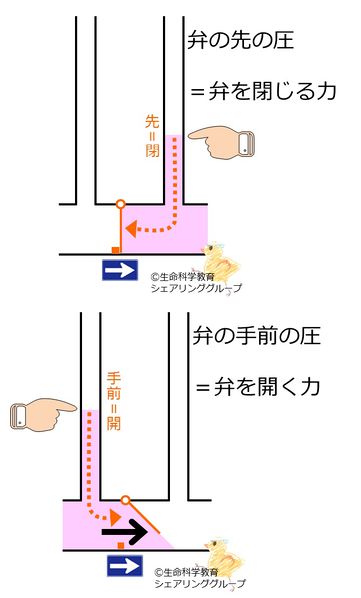 ファイル:弁 手前と先.jpg