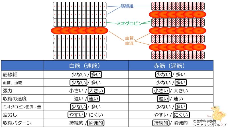 ファイル:白筋と赤筋 表.jpg