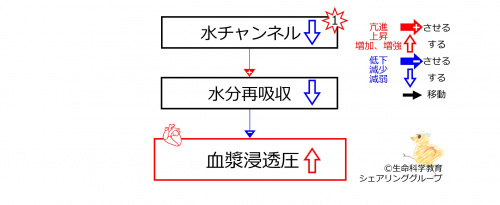 DecreasedWaterChannelsBasic-JPN.jpg