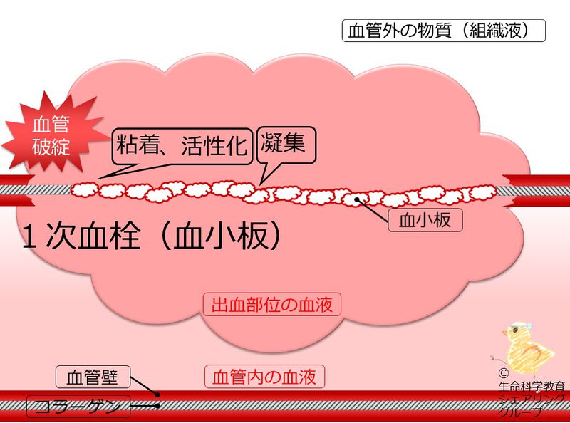 ファイル:04677.jpg