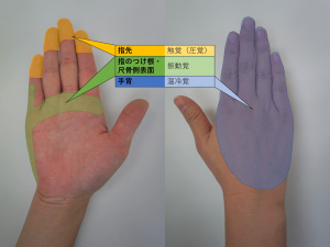 図-概要-触診に用いる手の部位.jpg