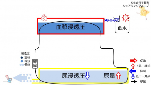 6-waterKidneycontrol2.jpg