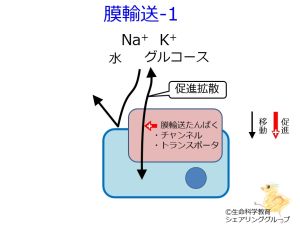 /wiki/images/thumb/f/f8/Membrane_transport-1_ja.jpg/300px-Membrane_transport-1_ja.jpg