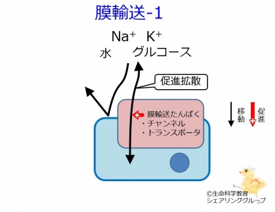 membrane_transport-1_ja.jpg