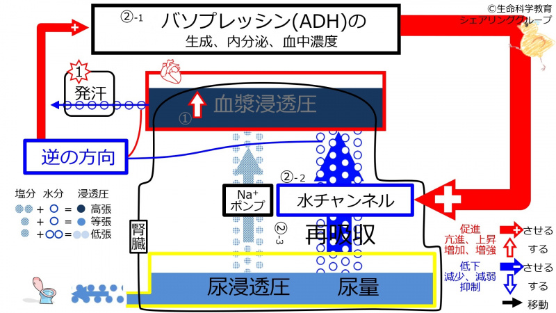 ファイル:SweatDuringADHcontrol-wb.jpg