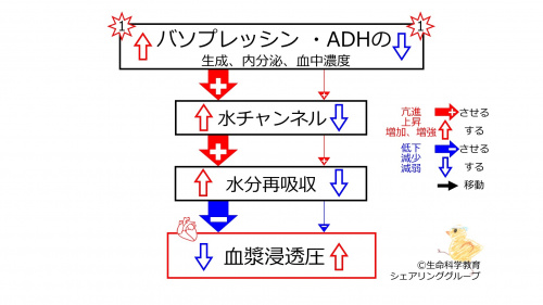 ADHeffectSummaryBasic-JPN.jpg