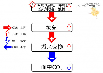 Respiratory effecton co2.jpg