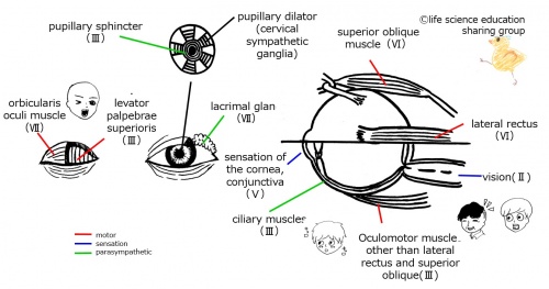 Cranial-summary-eyesE.jpg