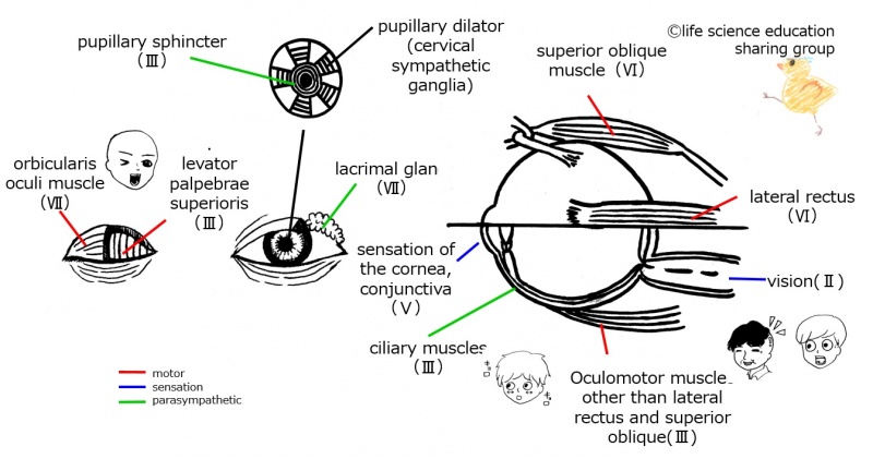 ファイル:Cranial-summary-eyesE.jpg