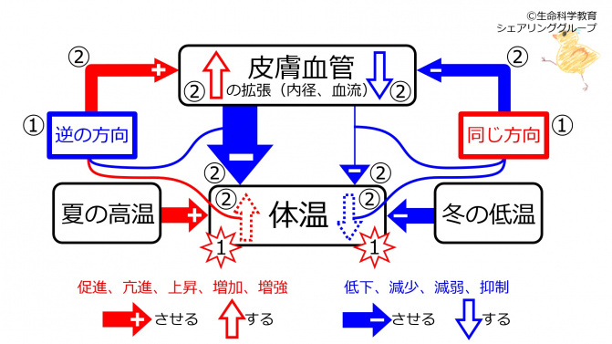 CutaneousVesselControlBasicSummary-Jpn.jpg