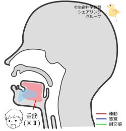 /wiki/images/thumb/f/ff/Cranial12.jpg/250px-Cranial12.jpg